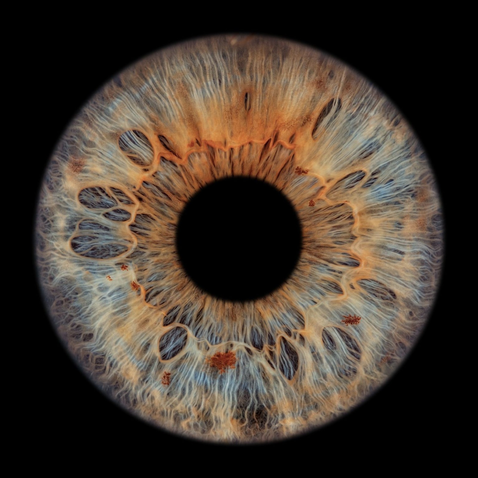 Een echte iris met blauwe en gouden details